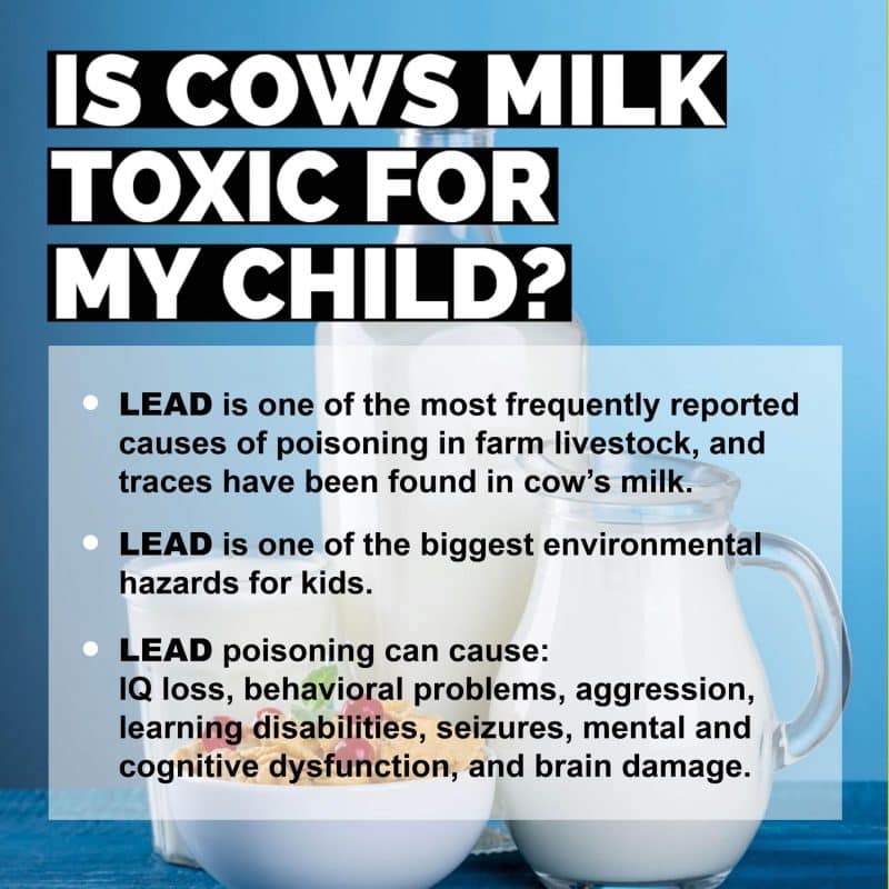 Is cow's milk toxic for my child?