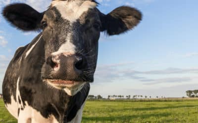 ¿Cómo afectan los productos lácteos al cambio climático?