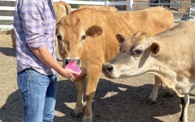 Dairy-Free Ice Cream Company Rescues Dairy Cows