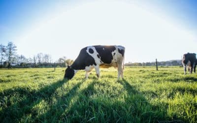 What Is Raw Milk? Claims, Risks, and Alternatives to Raw Milk
