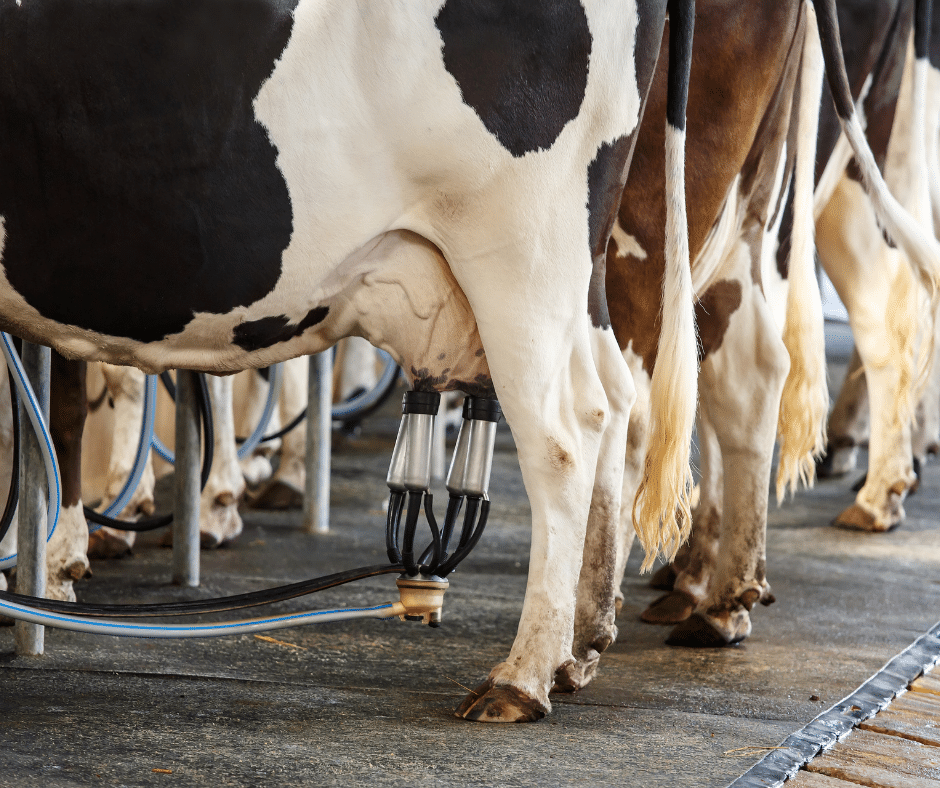 Cows udders hooked up to milking machine