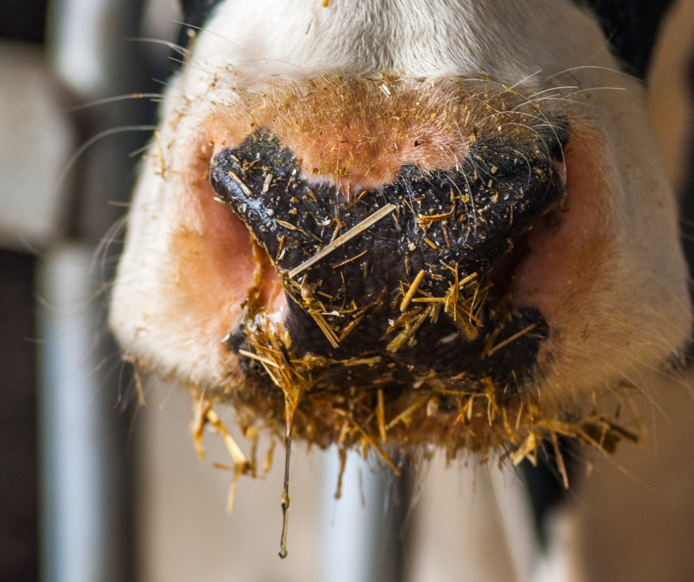 Why Milk Is Bad For You 9 Reasons You Should Avoid Dairy Switch4Good