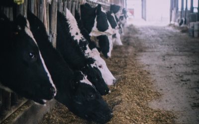Facts: The Plight of the Dairy Cow