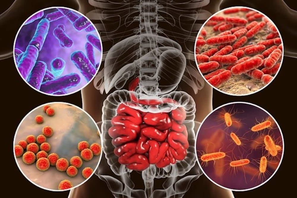 Graphic of the guts microbiome