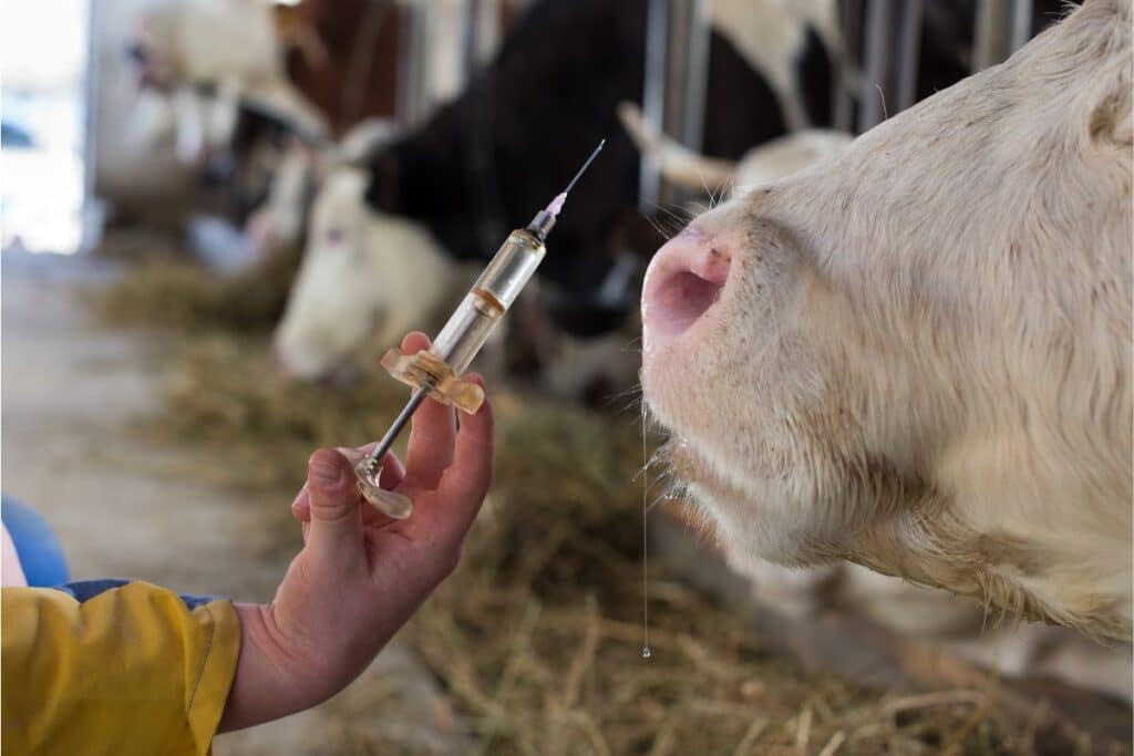 Farmer holding syringe in front of cow