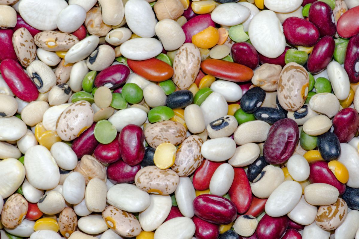 Variety of Beans