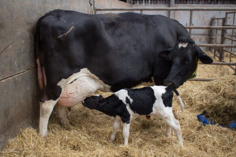 What Is Bovine Colostrum—and Should You Be Taking It?