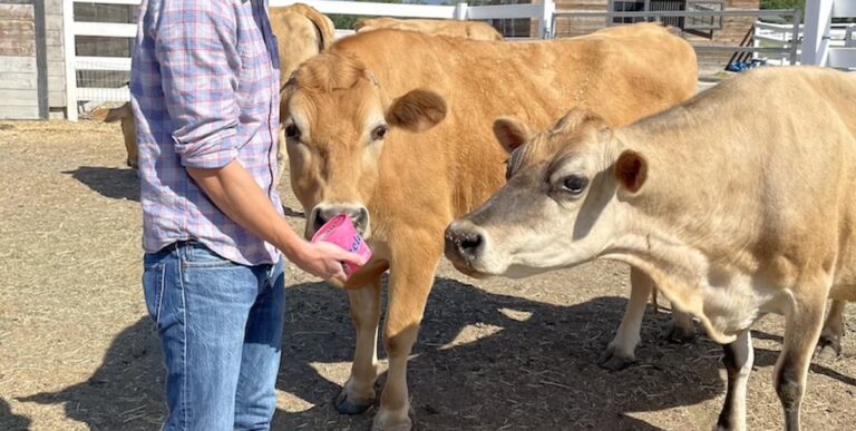 Dairy-Free Ice Cream Company Rescues Dairy Cows