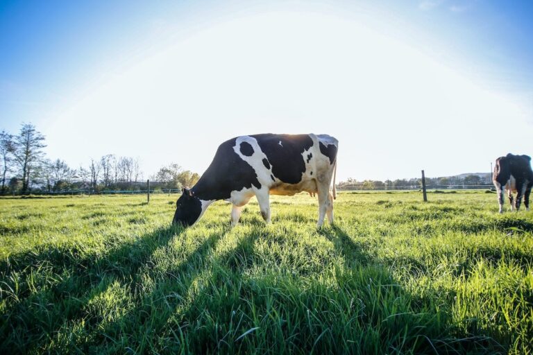 What Is Raw Milk? Claims, Risks, and Alternatives to Raw Milk