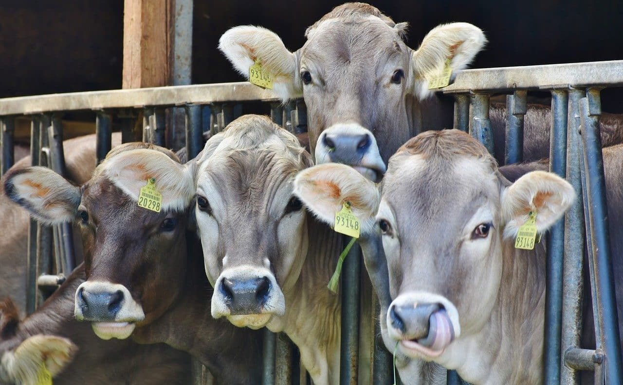 dairy and the environment