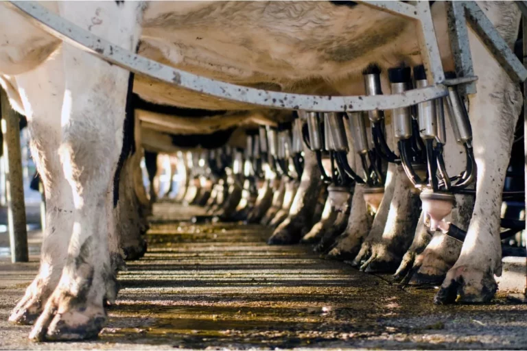 Big Dairy Kills: How Industrial Milk Destroys Farms, Communities, and Lives