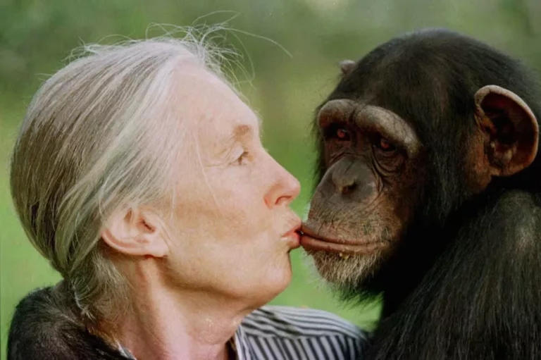 Honoring Jane Goodall’s Legacy