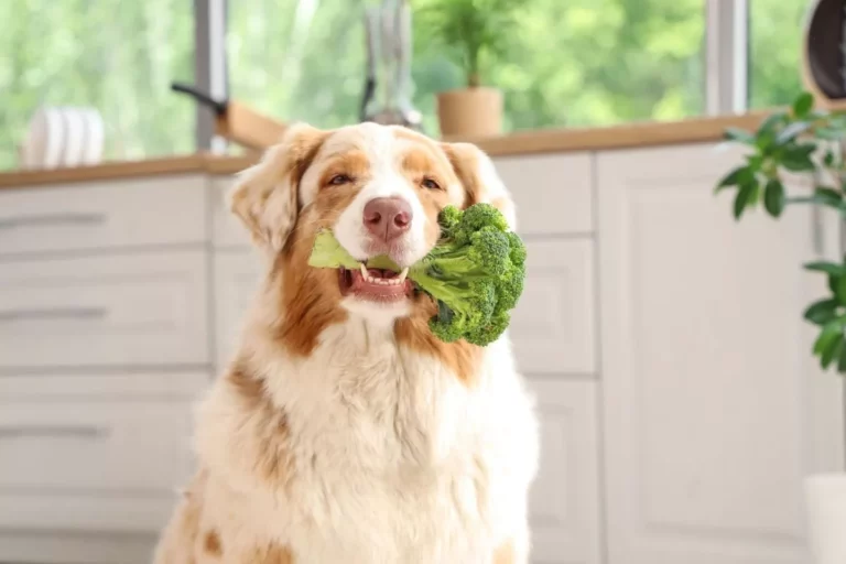 The Future Could Be Plant-Based For Our Dogs, Too